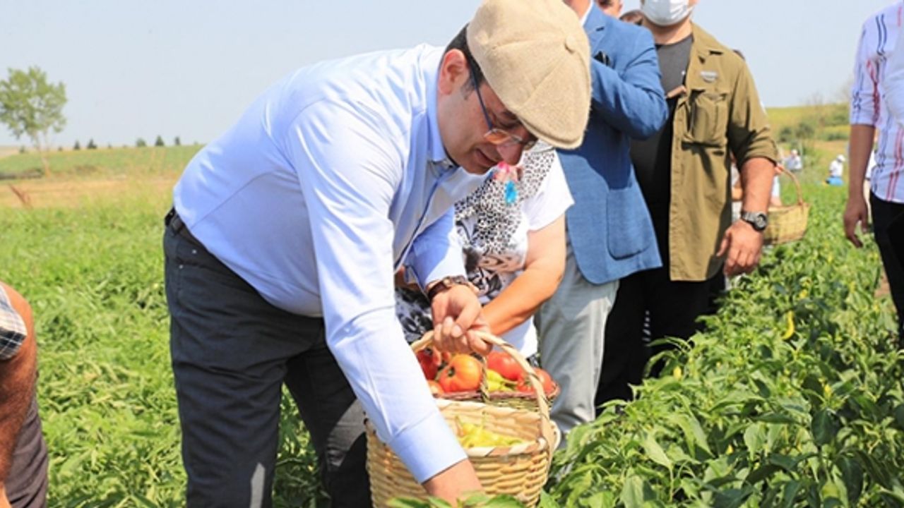 İmamoğlu Değirmenköy'de domates topladı