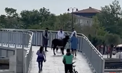 Kulağını tutun kulağını